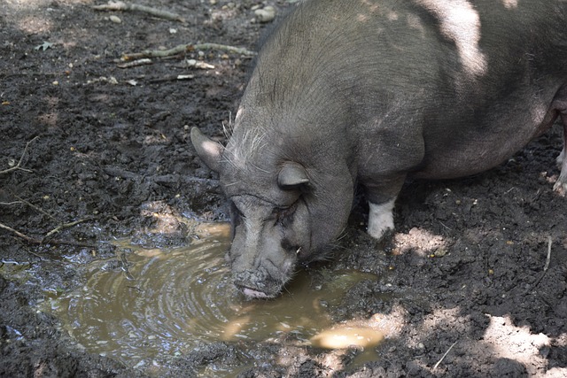 2022賽季中超聯賽外援政策.